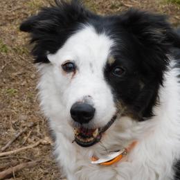 Border Collies from LaTiKi Border Collies