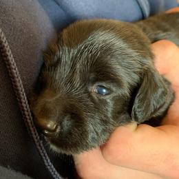 Boy 1 - Black male Dachshund puppy in Vinton, Iowa from Lerch Family Dachshunds