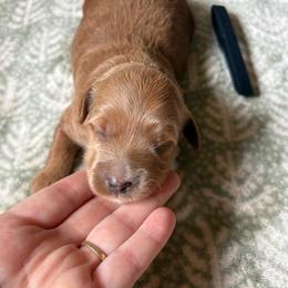 Cinnamon - Red  female Goldendoodle puppy in Hamilton, Alabama from Sweet Doodles of Alabama