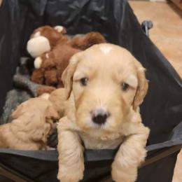 Girl 1 - Goldendoodle puppy in Atlanta, Georgia from Bowman Puppies of the House Doodle
