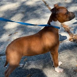 Female 1 (pink) - Red and white female Staffordshire Bull Terrier puppy in Lakeland, Florida from English Creek Staffords