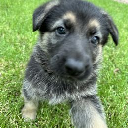 German Shepherd Puppies from Bear Lake Shepherds