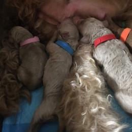 Goldendoodle Puppies from Da Ruba Doodles