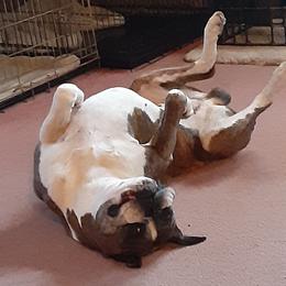 Boxer All Grown Up from Mircoa Boxers