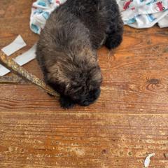 Sleeping Lady's Bouviers - Boy 1 - Brindle Bouvier des Flandres puppy in Anchorage, Alaska from Sleeping Lady Bouviers