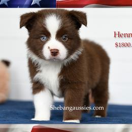 Hennessey - Red tri male Miniature Australian Shepherd puppy in Ellsinore, Missouri from Shebang Aussies
