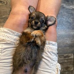 Henry price: 4,800 - Fawn male Chihuahua puppy in Summerfield, Florida from Uey’s Chihuahuas