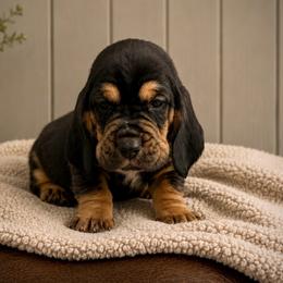 Jessica - Pink collar - Black brown and white female Basset Hound puppy in Edmonton, Kentucky from RiverBottom Bassets