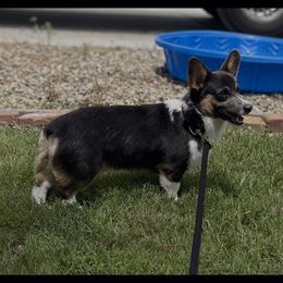 Stew - Pembroke Welsh Corgi