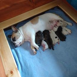 French Bulldog Puppies from Queens of the South