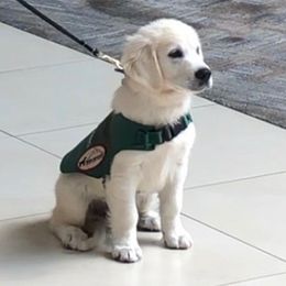 Golden Retriever Puppies from Dale Hollow Goldens