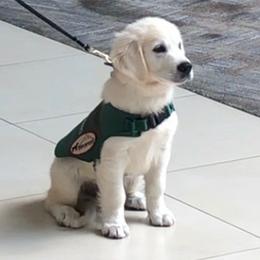 Golden Retriever Puppies from Dale Hollow Goldens