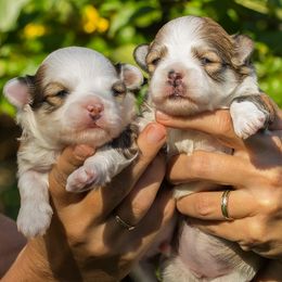 Havanese Puppies from Pet Pro Heather