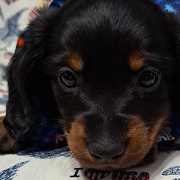 Green boy - Black and tan Dachshund puppy in Franklin, Georgia from Lakeside Kennels of Franklin