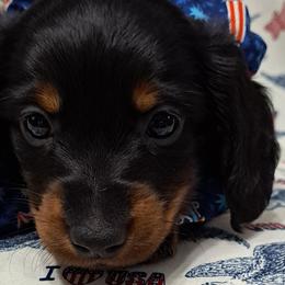 Green boy - Black and tan Dachshund puppy in Franklin, Georgia from Lakeside Kennels of Franklin