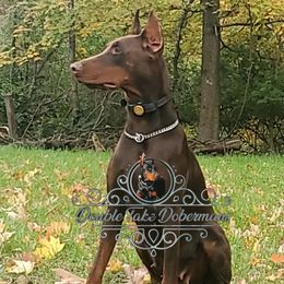 Nikka - Doberman Pinscher