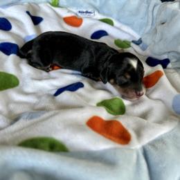 Sable - Sable male Dachshund puppy in Wolf Lake, Indiana from Canisteo Dachshunds