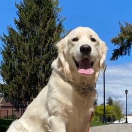 Riley - Golden Retriever