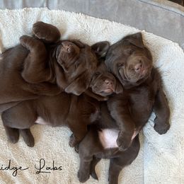 Labrador Retriever Puppies from CopperRidge Labs