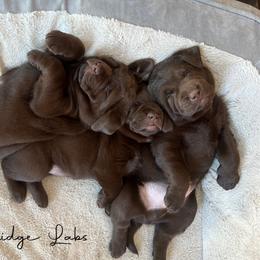 Labrador Retriever Puppies from CopperRidge Labs