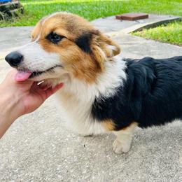 Apollo - Black and tan male American Corgi puppy in Cocoa, Florida from Cascadian Space Coast Corgis LLC