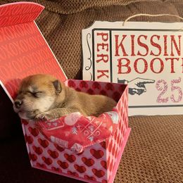 Shiba Inu Puppies from Tobitatsu Shiba Inu