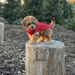 Assorted Doodle Crosses, Aussiedoodle, Australian Shepherd, Long Haired Weimaraner, Shihpoo, and Shih Tzu Puppies from Rockiń N Kennel