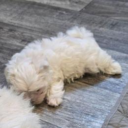 Tinker - White and tan male Maltese puppy in Carthage, Missouri from Cooley's Cuddle Pups