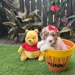 Aussiedoodle Puppies from Silva Ranch Doodles