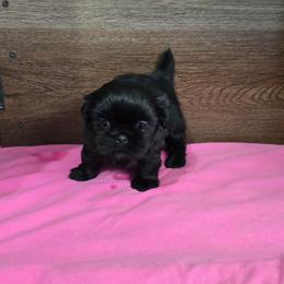 Min Girl - Black female Shih Tzu puppy in Meadows Of Dan, Virginia from Walt’s Shih Tzus