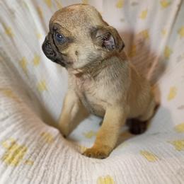 Gus - Fawn male Pug puppy in Fall Creek, Wisconsin from Heartville Pugs