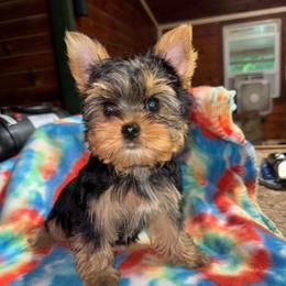 Parker - Black and tan female Yorkshire Terrier puppy in Dexter City, Ohio from Harriman's Yorkshire Terriers