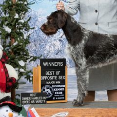 German Wirehaired Pointers from Humdinger Kennel