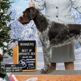 German Wirehaired Pointers from Humdinger Kennel