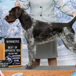 German Wirehaired Pointers from Humdinger Kennel