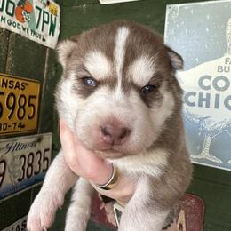 Cashew - Red and white female Siberian Husky puppy in Burnsville, North Carolina from Peterson Puppies
