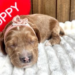 Paddington - Apricot male Australian Labradoodle puppy in Citrus Heights, California from Elite Blend Labradoodles