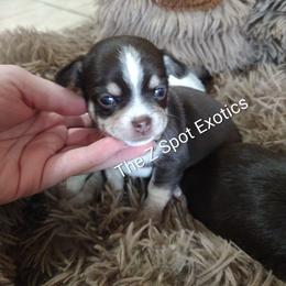 Far Darrig - Chocolate and tan male Chihuahua puppy in Dandridge, Tennessee from The Z Spot Exotics