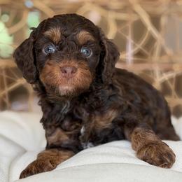 David - Brown boy - Phantom male Poodle puppy in Yuciapa, California from AlltheDoodlez_