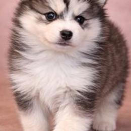 Evelyn - Black and white female Pomsky puppy in Amarillo, Texas from Pom Pom Pomskies