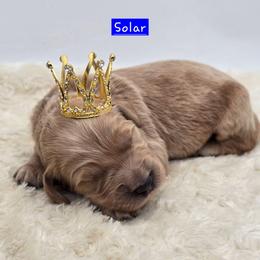 Solar - Apricot male Goldendoodle puppy in Neillsville, Wisconsin from Granton Creek