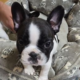 Crush - White and brindle male French Bulldog puppy in Yellowstone County, Montana from JNS Frenchies