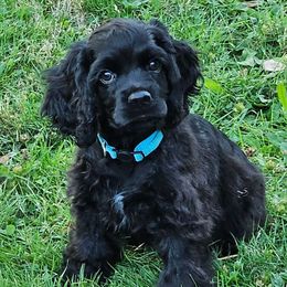 Louis Vuitton ( Blue ) - Black Cocker Spaniel puppy in Oroville, California from Cocker Paradise
