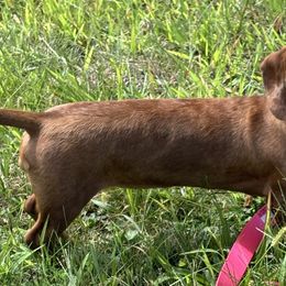 Dachshunds from Little Legs Luxury Dachshunds