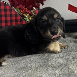 Finley - Black and cream male Dachshund puppy in Gilbertsville, Kentucky from DeLaunes Dachshunds