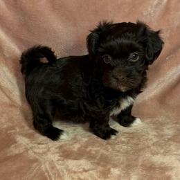 Cocoa - Chocolate female Havanese puppy in Maryville, Missouri from Dreamworks Havanese