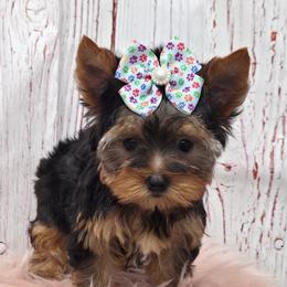 Dolly - Blue and gold female Yorkshire Terrier puppy in Monticello, Iowa from Ashley’s Puppies