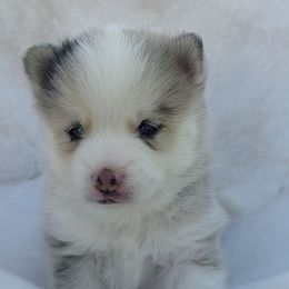 Ferdinand - Merle male Pomsky puppy in Wyoming from 307 Pomskys