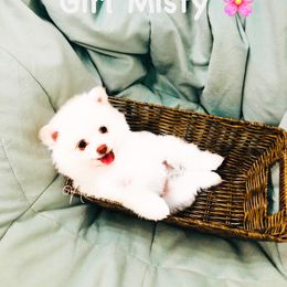 Pomeranian Puppies from Natasha's Ark of Joy