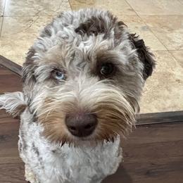 Calli - Aussiedoodle